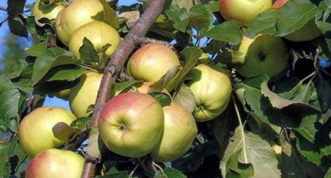 Co lze zasadit pod jabloní na zahradě, vedle květin, stromů a keřů bobulovin